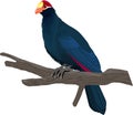 Vector Ross`s turaco or Lady Ross`s turaco