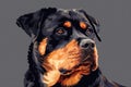 Vector rottweiler head. Generative AI