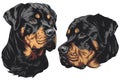 Vector rottweiler head. Generative AI Royalty Free Stock Photo