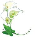 Vector round bouquet of outline Calla lily flower or Zantedeschia in pastel white with ornate green leaf isolated on white. Royalty Free Stock Photo
