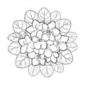 Vector round bouquet with outline Saintpaulia or African violet flower and leaf in black isolated on white background.