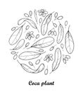 Vector round composition of outline Cocaine plant or Erythroxylum coca. Ornate leaf, fruit and flower in black isolated on white.