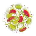 Vector round composition of Venus Flytrap or Dionaea muscipula in red and green isolated on white background. Exotic carnivorous. Royalty Free Stock Photo