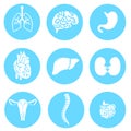 Vector round icons of human internal organs like lungs,heart,kidney,liver,spine,intestines,heart,stomach,womb. Flat design.