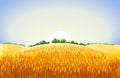 Vector rural summer landscape a field of ripe wheat on hills Royalty Free Stock Photo