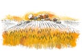 Vector rural summer landscape a field of ripe wheat on hills Royalty Free Stock Photo