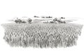 Vector rural summer landscape a field of ripe wheat on hills Royalty Free Stock Photo