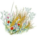 Vector isolated illustration of wheat, grass and wild flowers. Royalty Free Stock Photo