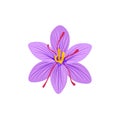 Vector Saffron illustration, saffron flower isolated on white background.