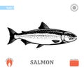 Vector salmon fish illustration Royalty Free Stock Photo