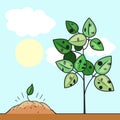 Sapling and plant vector