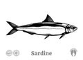 Vector sardine fish illustration Royalty Free Stock Photo