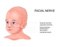 Schematic anatomy of the facial nerve