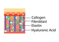 Vector scheme of skin, for cosmetological and healthcare illustrations