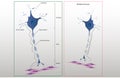 Scheme structure of a typical neuron