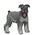 Vector Schnauzer dog with his tongue hanging out