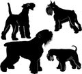 Vector schnauzers and fox terrier dogs collection. Vector dogs set Royalty Free Stock Photo