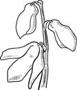 Vector Scilla flower illustration, Scilla monochrome contour. Scylla spring flower