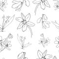 Vector Scilla flowers patterns. The first spring flowers hand drawn on white. Use for fabric, wrapping paper, wallpaper Royalty Free Stock Photo