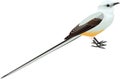 Vector Scissor tailed Flycatcher illustration Royalty Free Stock Photo