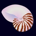 Vector sea shell Royalty Free Stock Photo