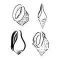 Vector sea shell or marine shells line icons set on white background Royalty Free Stock Photo