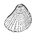 Vector sea shell or marine shells line icons set on white background Royalty Free Stock Photo