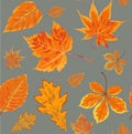 Vector Seamless Autumn fall season patten background floral watercolor style with colorful falling orange yellow leaves of fores