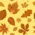 Vector Seamless Autumn fall season patten background floral watercolor style with colorful falling orange brown leaves of forest