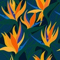 Vector seamless floral pattern with herbaceous plant of strelitzia. Royalty Free Stock Photo