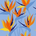 Vector seamless floral pattern with herbaceous plant of strelitzia Royalty Free Stock Photo