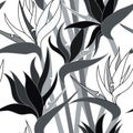 Vector seamless floral pattern with herbaceous plant of strelitzia. Royalty Free Stock Photo