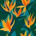 Vector seamless floral pattern with herbaceous plant of strelitzia. Royalty Free Stock Photo