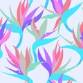 Vector seamless floral pattern with herbaceous plant of strelitzia. Royalty Free Stock Photo