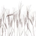 Vector seamless horizontal background with isolated ear of wheat. Black and white hand drawn sketched wheat. Royalty Free Stock Photo