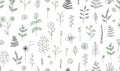 Vector seamless pattern of black and white flowers, herbs, plants.