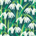 Vector seamless pattern with blooming snowdrops on a dark background