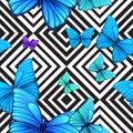 Vector seamless pattern with blue butterfly, black Royalty Free Stock Photo