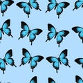 Vector seamless pattern blue butterfly, natural pattern, fauna pattern, great for textile, background, wallpaper