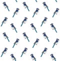 Vector seamless pattern of blue jay bird Royalty Free Stock Photo