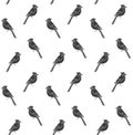 Vector seamless pattern of blue jay bird Royalty Free Stock Photo