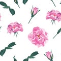 Vector seamless pattern with briar. Wild light violet roses, rosa canina dog rose garden flowers. Royalty Free Stock Photo