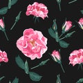 Vector seamless pattern with briar. Wild pink roses, rosa canina dog rose garden flowers. Royalty Free Stock Photo