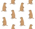 Vector seamless pattern of brown groundhog marmot