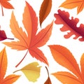 Vector seamless pattern with colorful autumn leaves isolated on white background. Autumn foliage illustration for invitation, Royalty Free Stock Photo