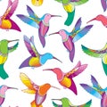 Vector seamless pattern with colorful flying Hummingbird or Colibri in contour style on the white background. Exotic tropical bird Royalty Free Stock Photo