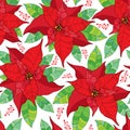 Vector seamless pattern with contour Poinsettia flower or Christmas Star in red and green leaves on the white background. Royalty Free Stock Photo