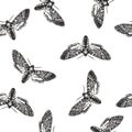 Vector seamless pattern with death head moth in engraving style. Hand drawn texture with butterfly isolated on white. Background Royalty Free Stock Photo