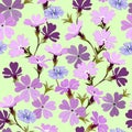 Vector seamless pattern with finly toothed primula, violet-violet purple on yellow background for fabric Royalty Free Stock Photo