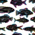 Vector seamless pattern with fishes, different species. Underwater life theme wallpaper, for use in graphic design. Royalty Free Stock Photo